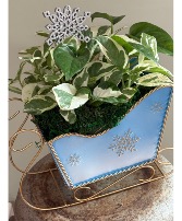 Winter wonderland sleigh Plants