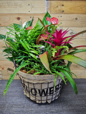 Wire Planter Basket