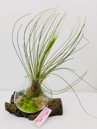 Wispy Air Plant