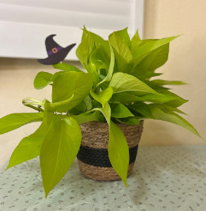 Witchy Neon Pothos Plant 