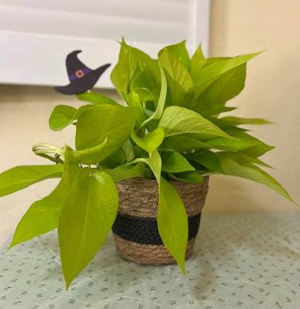 Witchy Neon Pothos Plant 