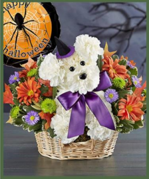 Witchy Pooch in Arlington, TX | Pantego Florist & Gifts Witchy Pooch in Arlington, TX | Pantego Florist & Gifts