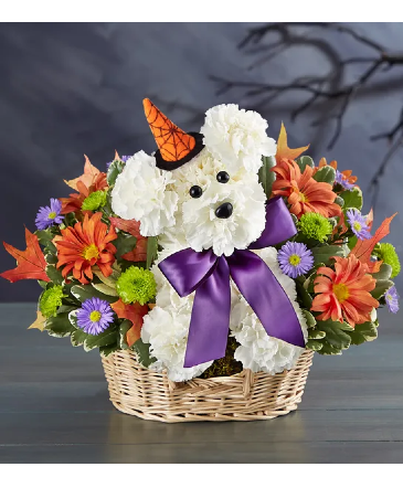 WITCHY POOCH  in Lexington, KY | FLOWERS BY ANGIE