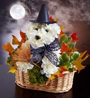 Witchy Pooch
