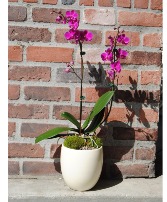 with  Purple orchids   Any Occasion