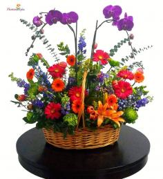 Category Image