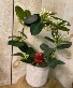 Fragrant Jasmine Stephanotis 5" potted plant LIMITED QUANTITIES
