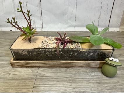 Wood grains, and glass panes, succulent combo Three succulents potted in glass vase