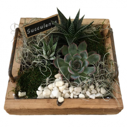 Wood Succulent Tray 