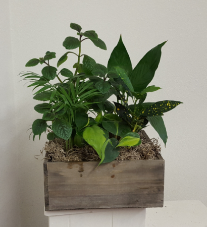 Wooden box indoor green plants