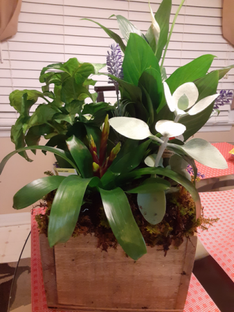 wooden box mixture of green plants and succulent all occasion