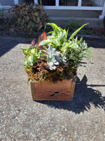 wooden box of green plants and succulents wooden box with mix green plants