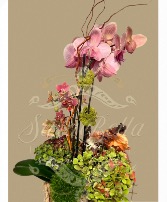 Wooden box orchid with cut flowers  