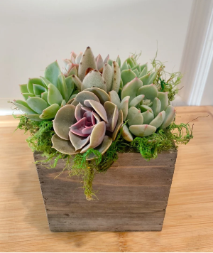 Wooden Box Succulent Arrangement Succulents