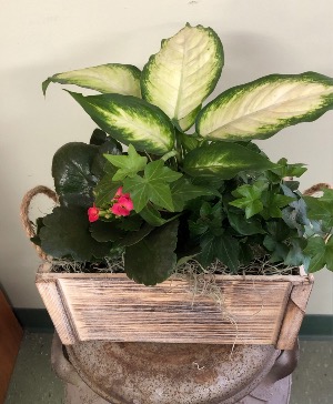 Wooden crate of plants  Plants