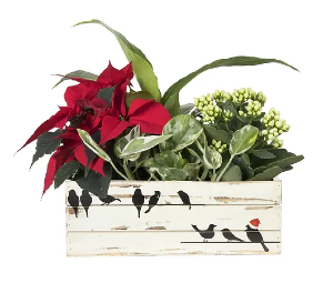 Wooden Planter box 
