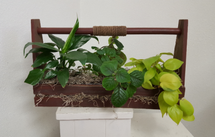 Wooden planter green plants