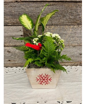 Wooden Snowflake Planter with 3 plants 