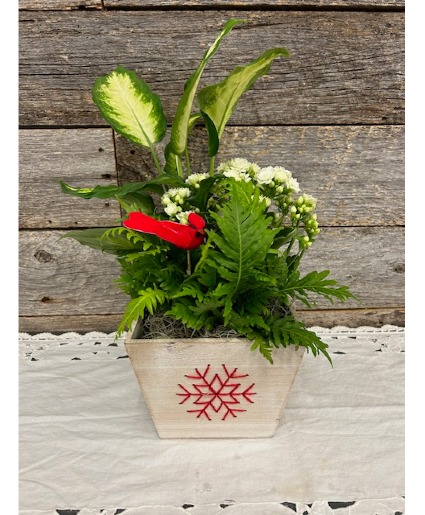 Wooden Snowflake Planter with 3 plants 