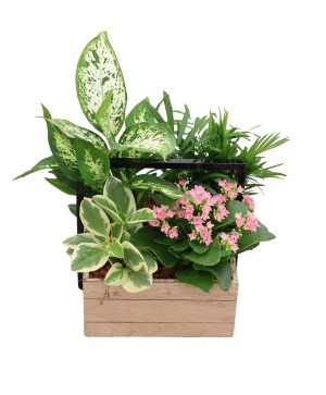 Wooden Square planter Plants