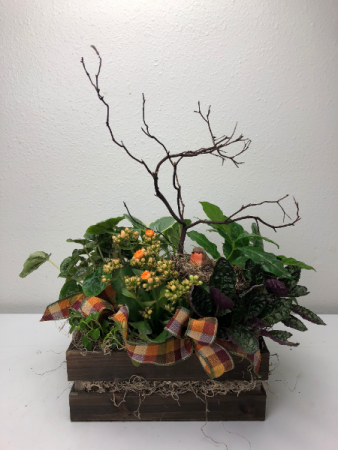 Woodland Blooming Crate Dish Garden