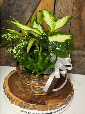 Woodland Tranquility Basket Dish Garden