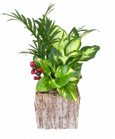 Woodland Wonderland  Birch Square Planter