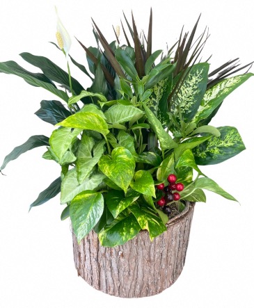 Woodland Planter Round Birch Pot in Roy, UT | Reed Floral Design