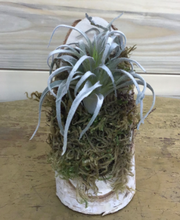 Woodsy Airplant
