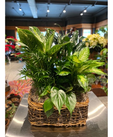 Woodsy Basket Dish Garden in South Milwaukee, WI | PARKWAY FLORAL INC.