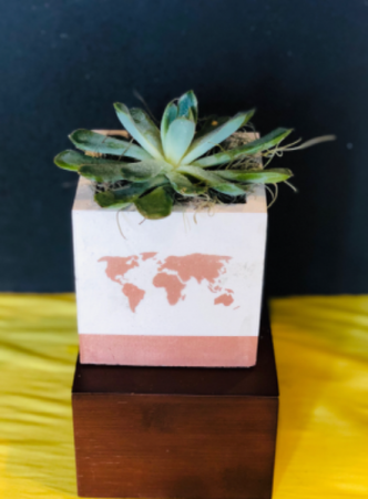 World Succulent Plants