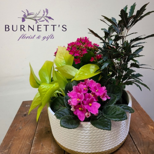 Woven Ceramic Planter Plant in Kelowna, BC | Burnett's Florist Woven Ceramic Planter Plant in Kelowna, BC | Burnett's Florist