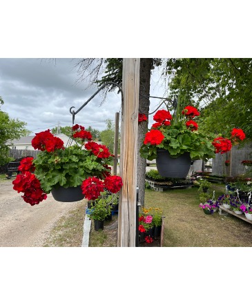 Wow! Now That's a Beautiful Pair  From the Greenhouse * 2 Hanging Baskets in Norway, ME | Green Gardens Florist & Gift Shop