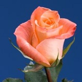 Wrapped Orange Roses Wrapped Roses