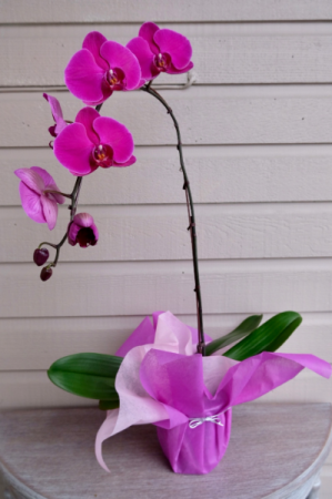 Wrapped Orchid  in Surrey, BC | Hunters Garden Centre And Flower Shop