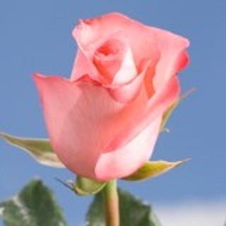 Wrapped Pink Roses Wrapped Roses