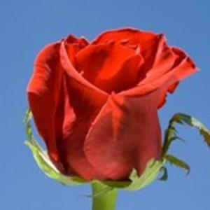Wrapped Red Roses Wrapped Roses in Saint Paul, MN | JERRY'S ROSES Wrapped Red Roses Wrapped Roses in Saint Paul, MN | JERRY'S ROSES