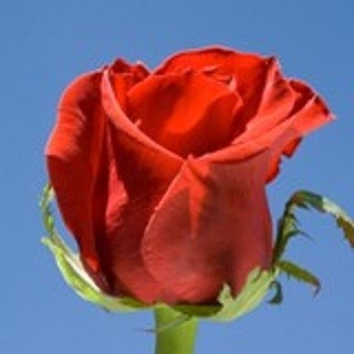 Wrapped Red Roses Wrapped Roses