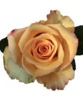 Wrapped Roses w/ Daisy Accent Flowers Wrapped Flowers