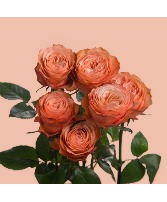 Wrapped Roses w/ Daisy Accent Flowers Wrapped Flowers