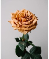 Wrapped Roses w/ Daisy Accent Flowers Wrapped Flowers