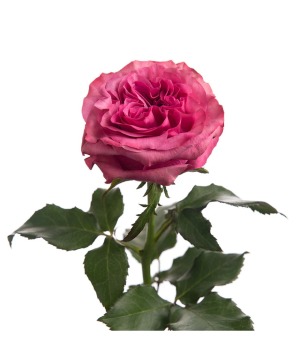 Wrapped Roses w/ Daisy Accent Flowers Wrapped Flowers
