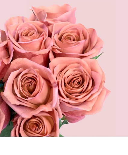 Wrapped Roses w/ Daisy Accent Flowers Wrapped Flowers