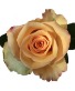 Wrapped Roses w/ Daisy Accent Flowers Wrapped Flowers