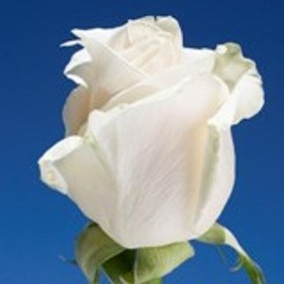 Wrapped White Roses Wrapped Roses
