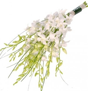 WHITE PHALAENOPSIS ORCHID BRIDAL ARM BOUQUET in Germantown, MD | GENE'S FLORIST & GIFT BASKETS WHITE PHALAENOPSIS ORCHID BRIDAL ARM BOUQUET in Germantown, MD | GENE'S FLORIST & GIFT BASKETS