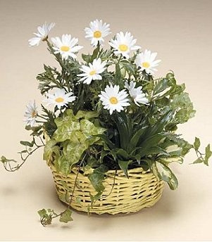 DISH GARDEN WITH FRESH CUTS Green Plant Basket