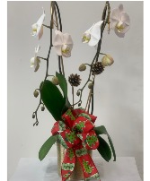 x-mas orchid
