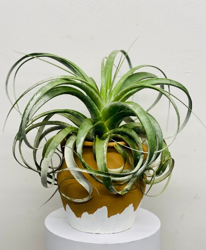 X Plant Air Plant