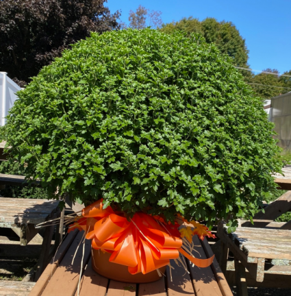 XL 3 color Fall Mum Fall